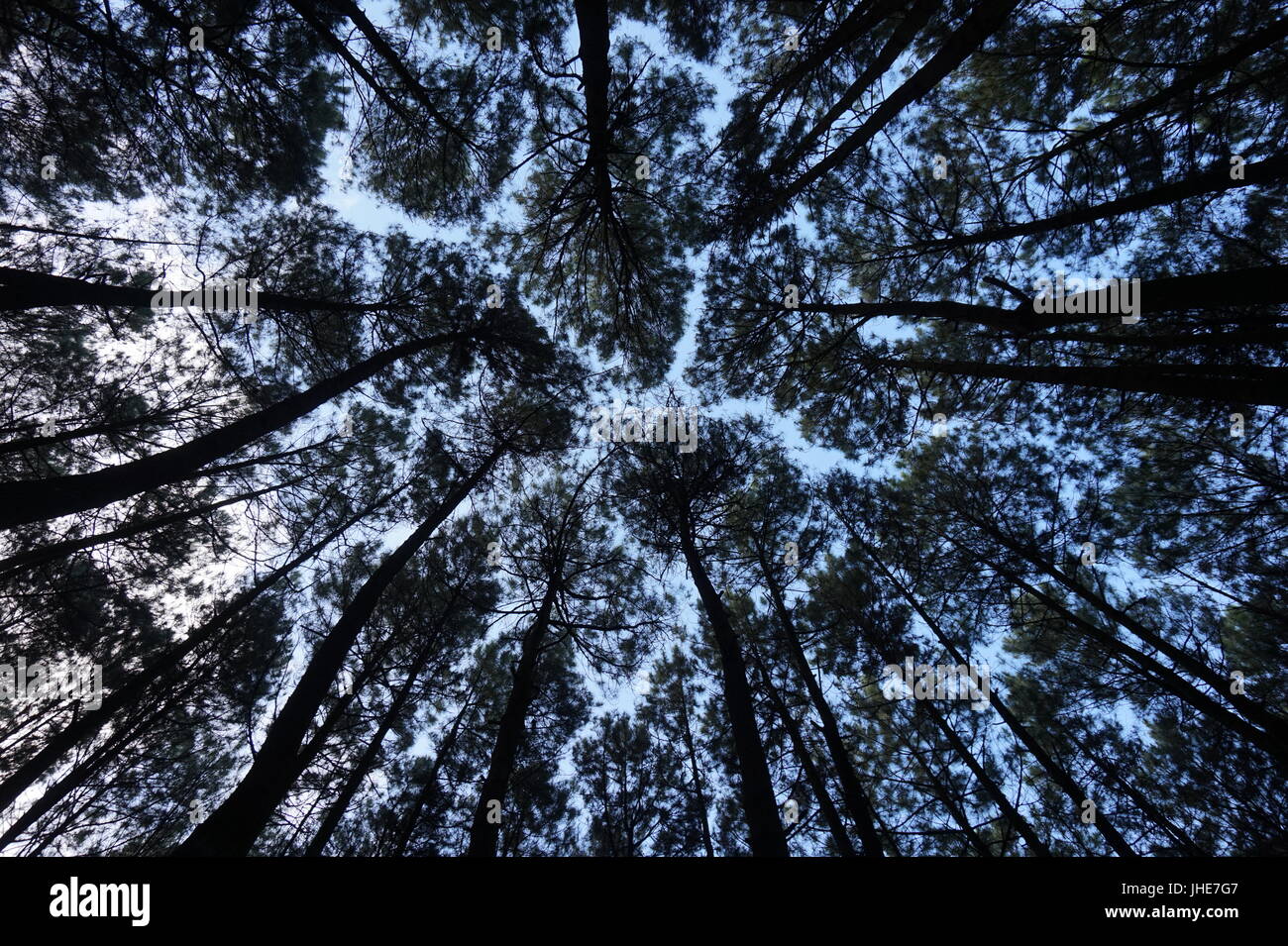 Kiefer Baum abstrakt mit Blick auf den Himmel Stockfoto