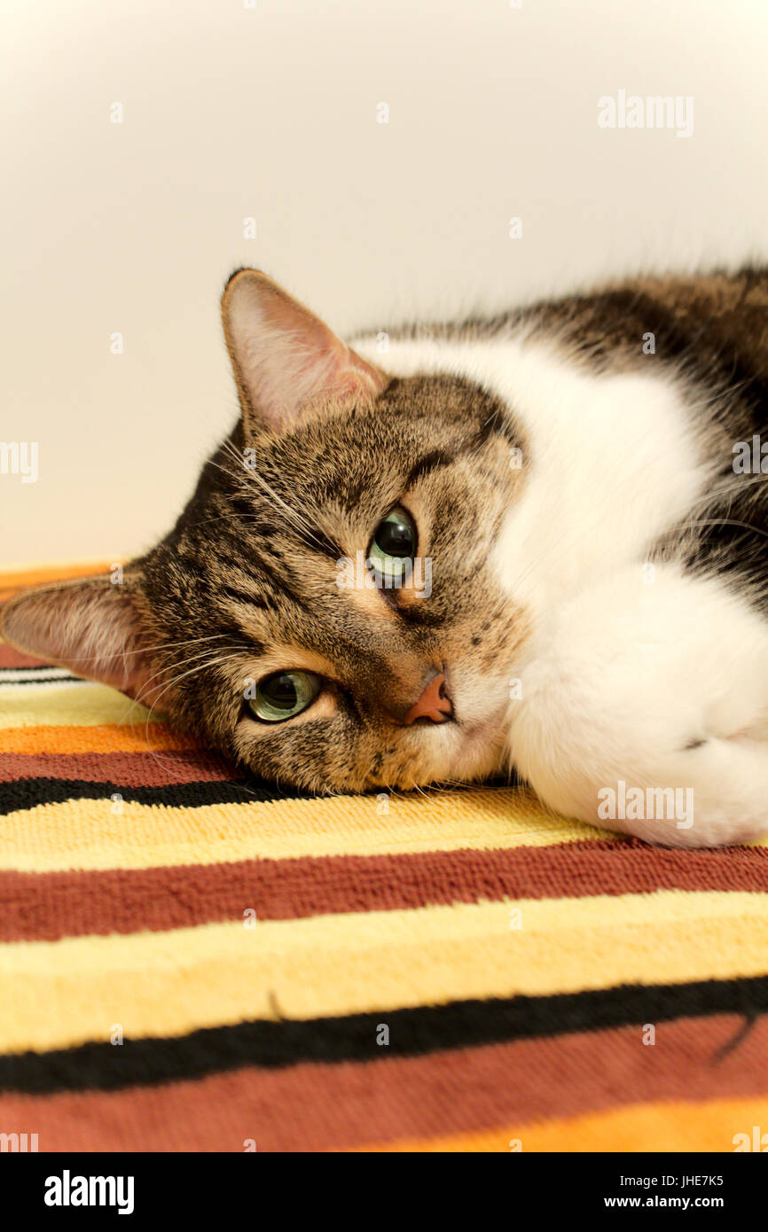 Grüne Augen Tabby Katze liegend auf bunte gestreifte Decke Stockfoto