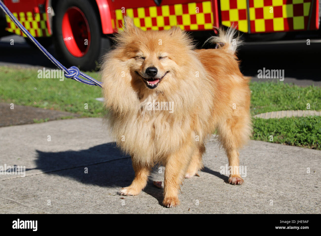 Ein Sydney-Mann hat mit seinem geliebten Hund Whiskey, sechs Monate nachdem Feuerwehrleute gerettet das Paar von einem gefährlichen Feuer in South Penrith hatte wiedervereinigt.  Feuerwehr & NSW Feuerwehrleute kehrte glückliche Pommern Besitzer Gordon Wiggins gestern nach seiner Entlassung aus dem Krankenhaus.  Gordon erlitt Verbrennungen auf fast 50 % seines Körpers nach den Brand am 10. Dezember und fand sich vor seinem Haus bewusstlos liegen. Die Feuerwehr rettete zwei Hunde aus, im Inneren des Gebäudes, von denen leider gestorben, aber nach der Verwendung von Sauerstoff-Therapie, um 5 Jahre wieder zu beleben alte Whiskey, sie ihn zum Nepean Tier Kra brachten, Stockfoto