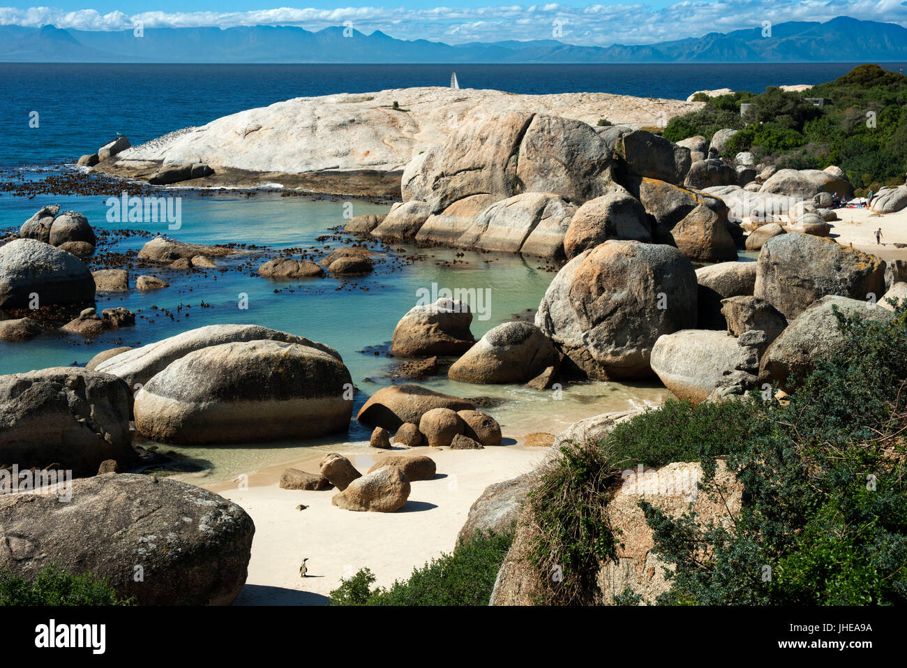 Afrikanischer Penguin, Spheniscus Demersus, Boulders Beach, Simons Town, Kapstadt, Western Cape, Südafrika Stockfoto