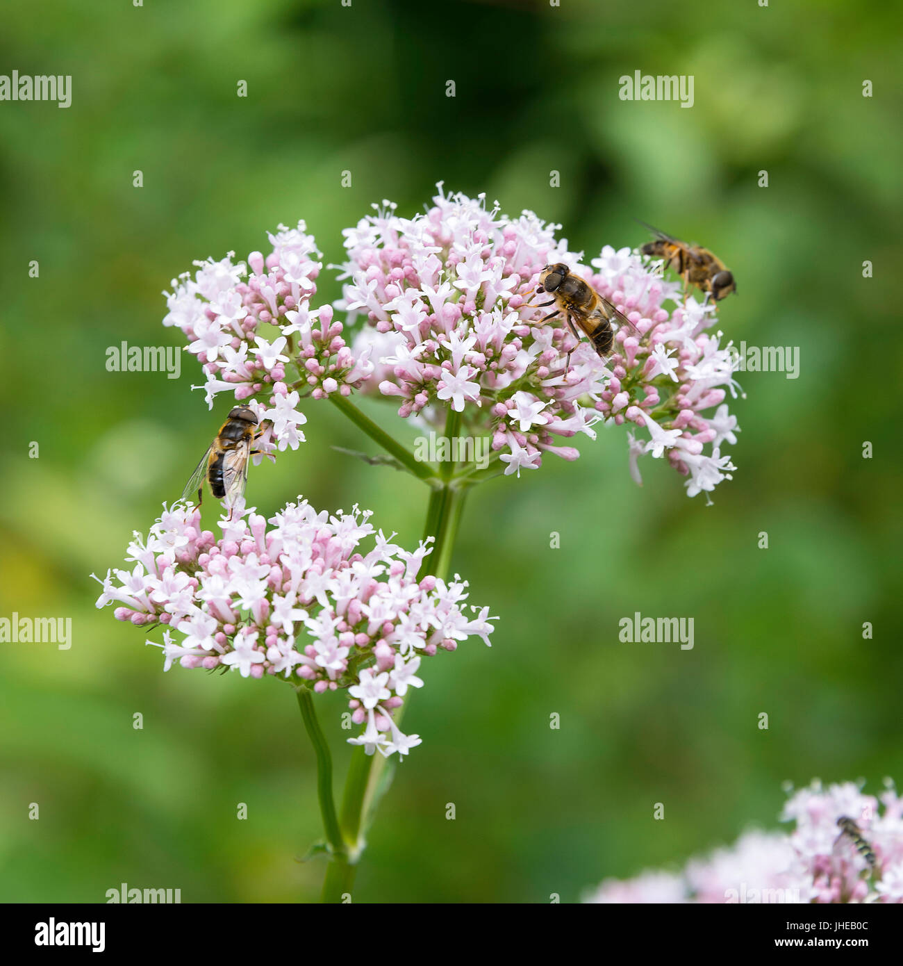 Bienen sammeln Pollen auf einer gemeinsamen Baldrian Blume an Kielder in Northumberland, England, Vereinigtes Königreich Großbritannien Stockfoto