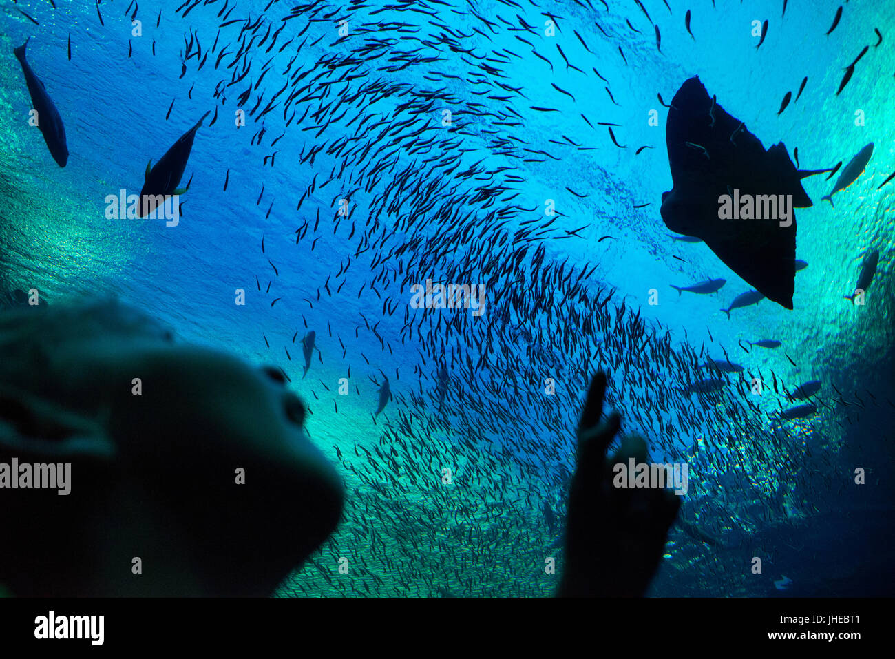 Two Oceans Aquarium, Besucher, Fisch, Victoria & Alfred Waterfront, Cape Town, Western Cape, Südafrika, Afrika Stockfoto