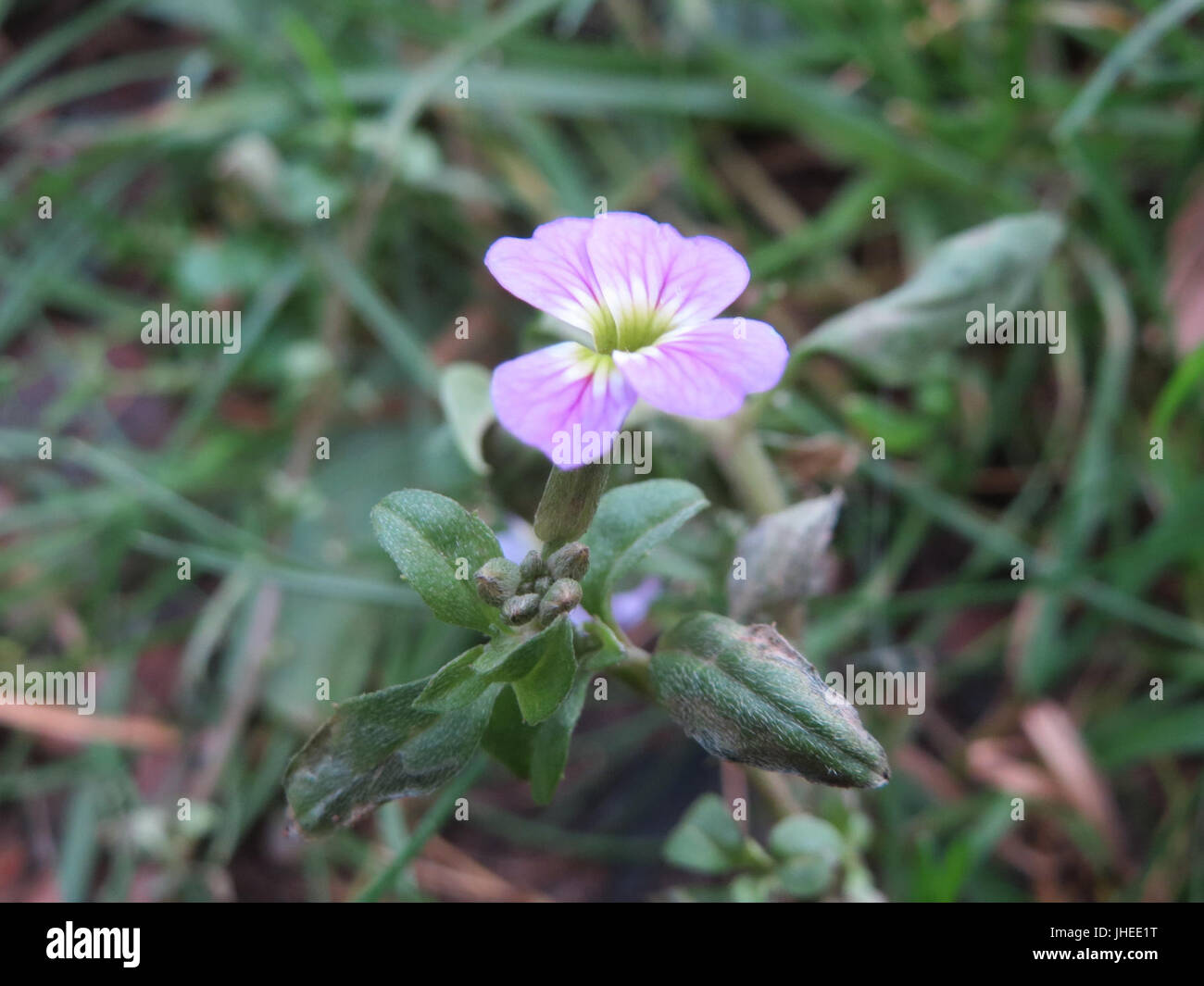 20150104Erysimum cheiri1 Stockfoto