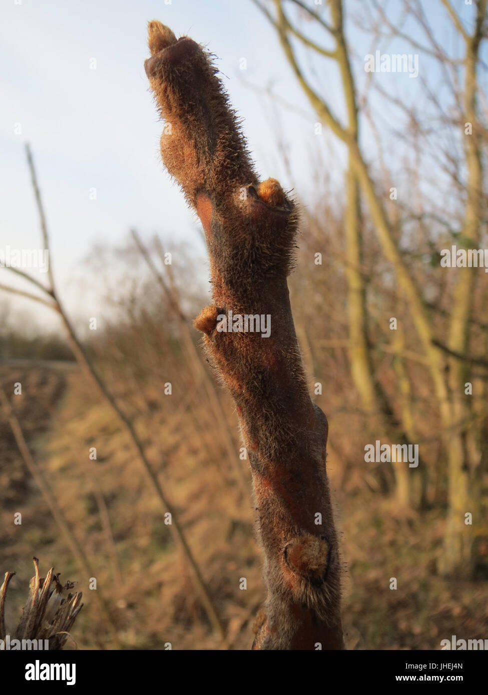 20150213Rhus typhina2 Stockfoto 20150213Rhus typhina2 Stockfoto