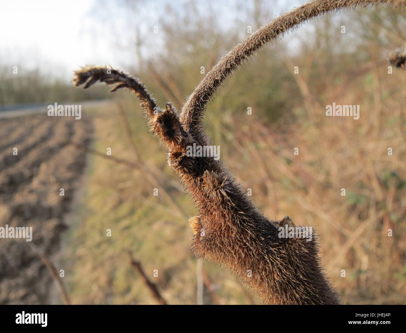 20150213Rhus typhina3 Stockfoto 20150213Rhus typhina3 Stockfoto