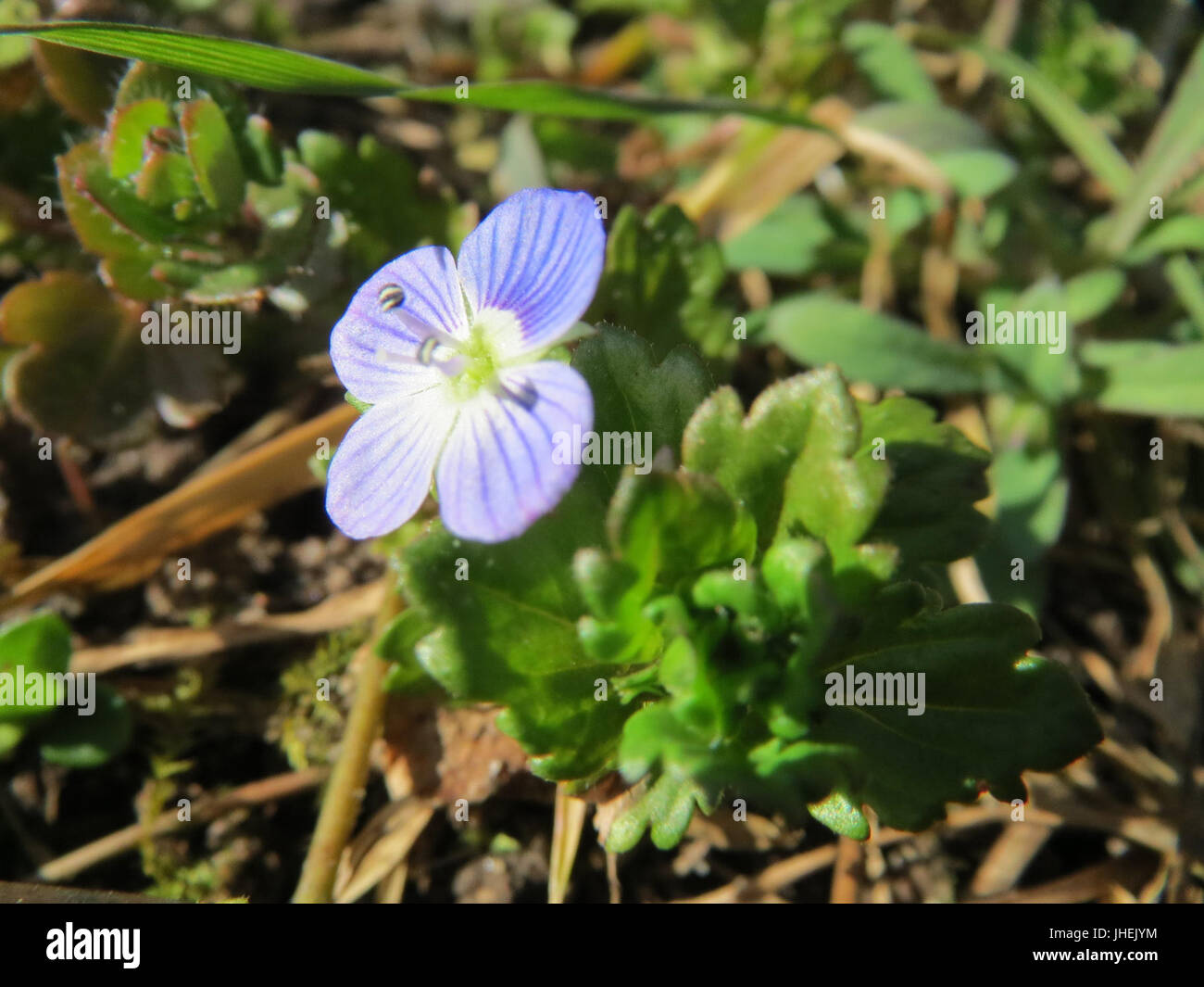 20150226Veronica persica3 Stockfoto