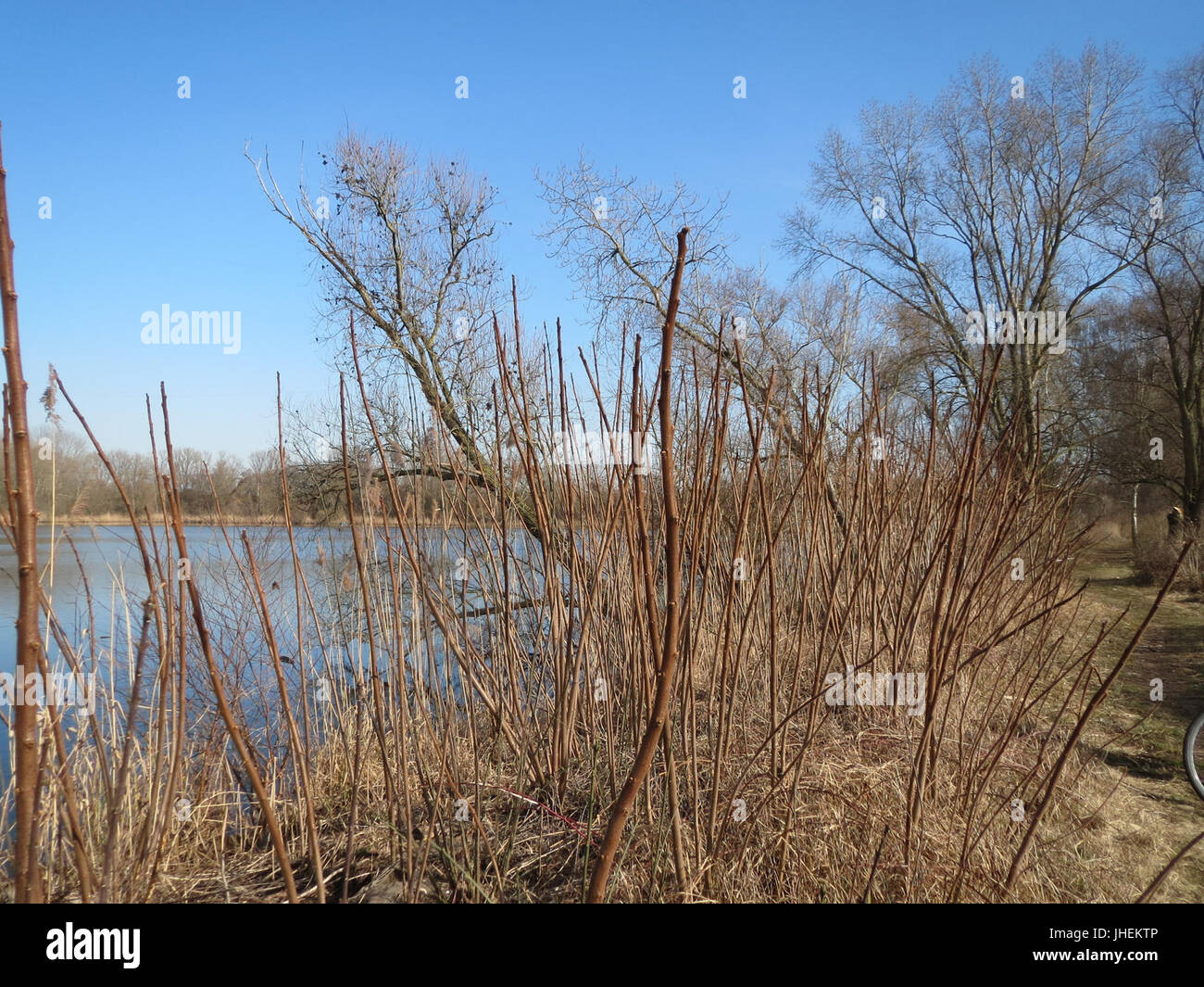 20150309Rhus typhina3 Stockfoto 20150309Rhus typhina3 Stockfoto