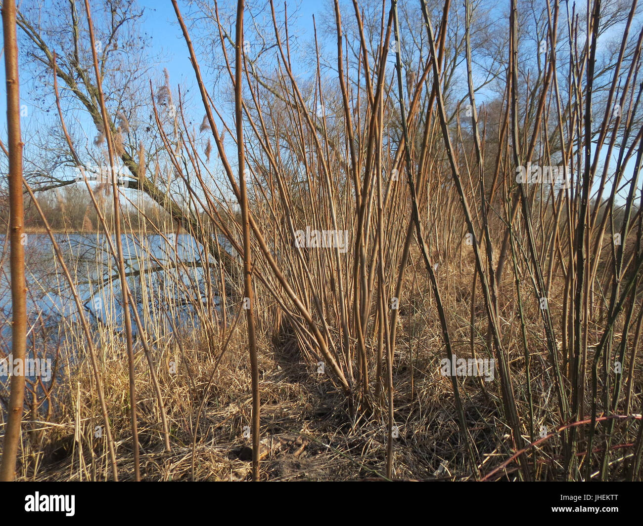 20150309Rhus typhina4 Stockfoto 20150309Rhus typhina4 Stockfoto