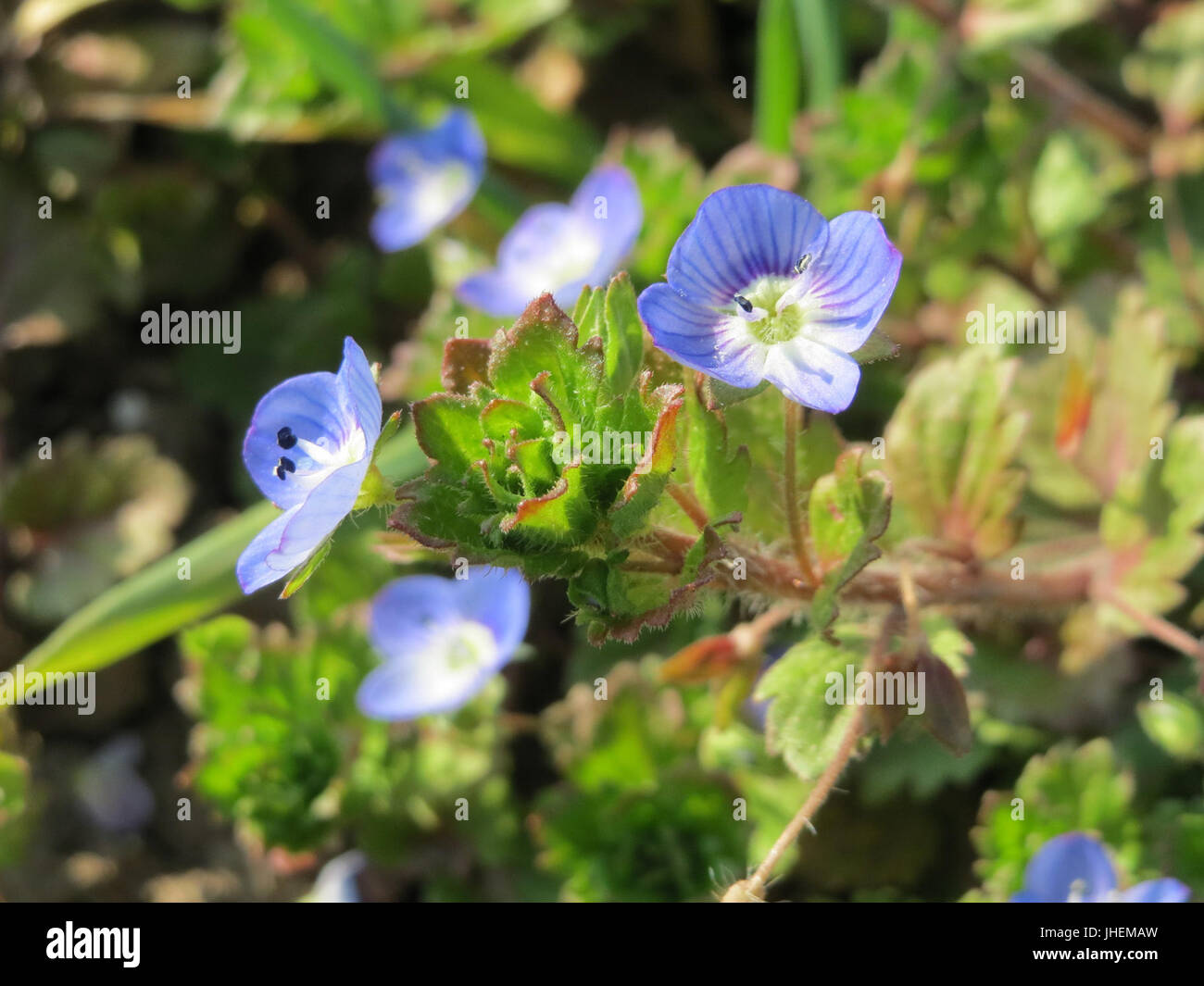 20150316Veronica persica5 Stockfoto