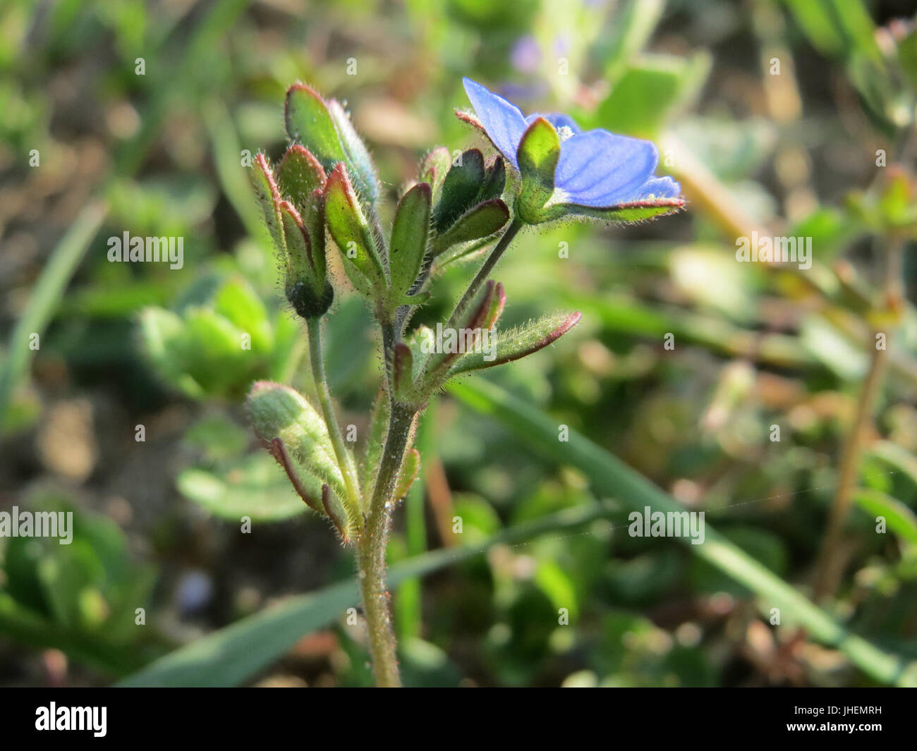 20150320Veronica triphyllos12 Stockfoto