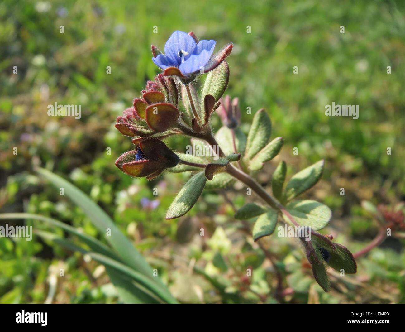 20150320Veronica triphyllos15 Stockfoto
