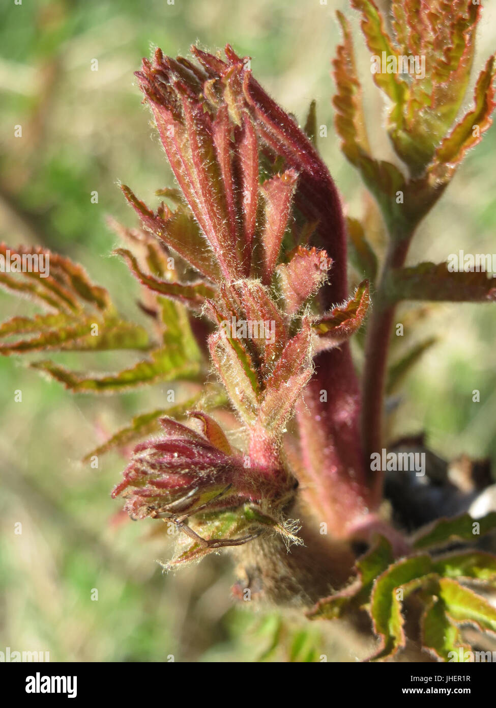 20150419Rhus typhina5 Stockfoto 20150419Rhus typhina5 Stockfoto