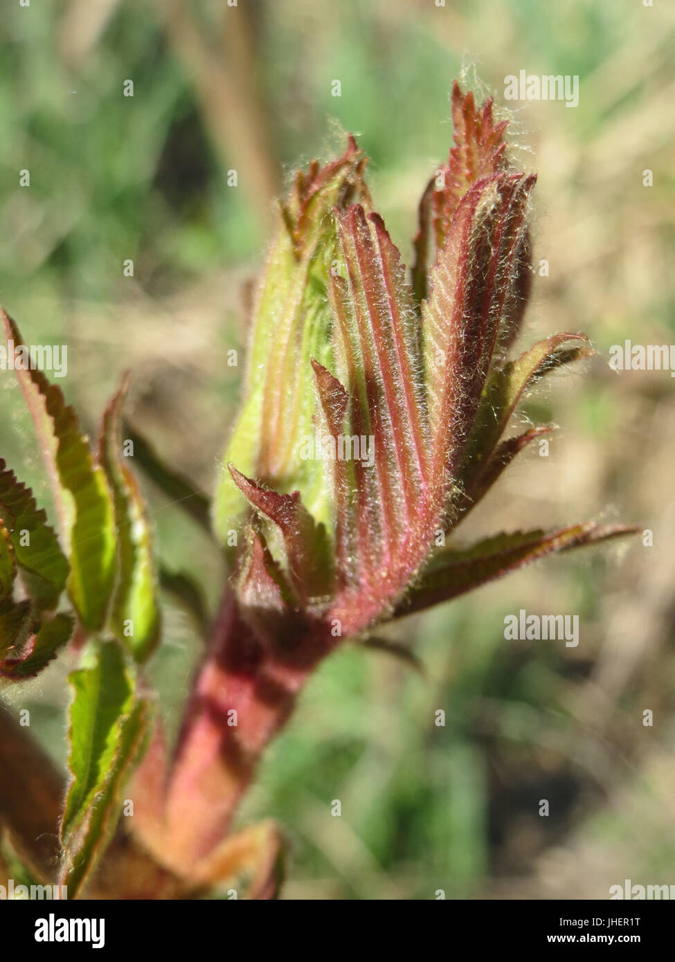 20150419Rhus typhina6 Stockfoto 20150419Rhus typhina6 Stockfoto