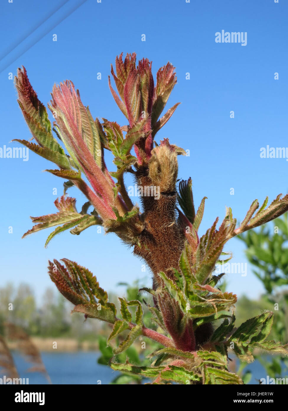 20150419Rhus typhina7 Stockfoto 20150419Rhus typhina7 Stockfoto