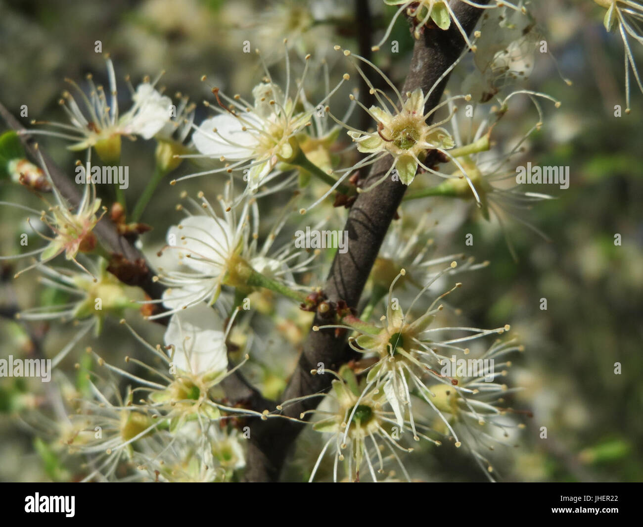 20150419Prunus spinosa1 Stockfoto