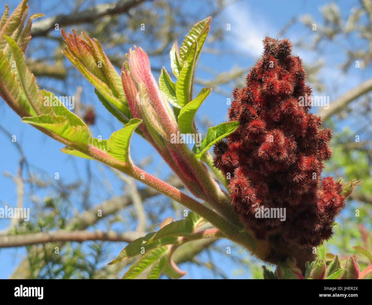 20150420Rhus typhina1 Stockfoto 20150420Rhus typhina1 Stockfoto
