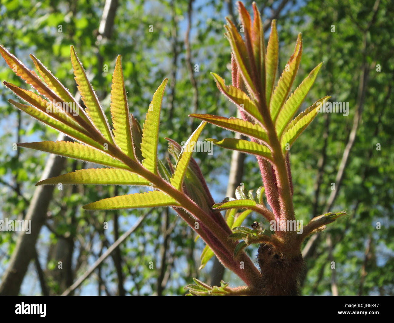 20150420Rhus typhina5 Stockfoto 20150420Rhus typhina5 Stockfoto