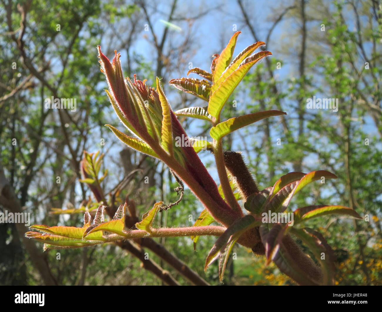 20150420Rhus typhina6 Stockfoto 20150420Rhus typhina6 Stockfoto