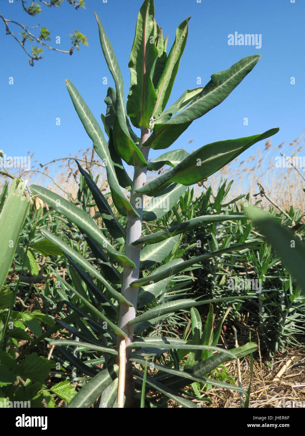20150420Euphorbia lathyris2 Stockfoto