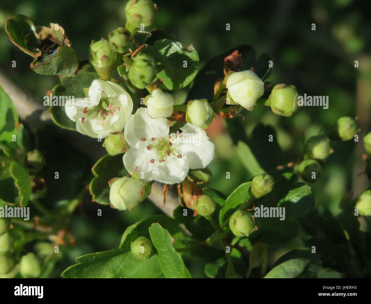 20150423Crataegus monogyna2 Stockfoto
