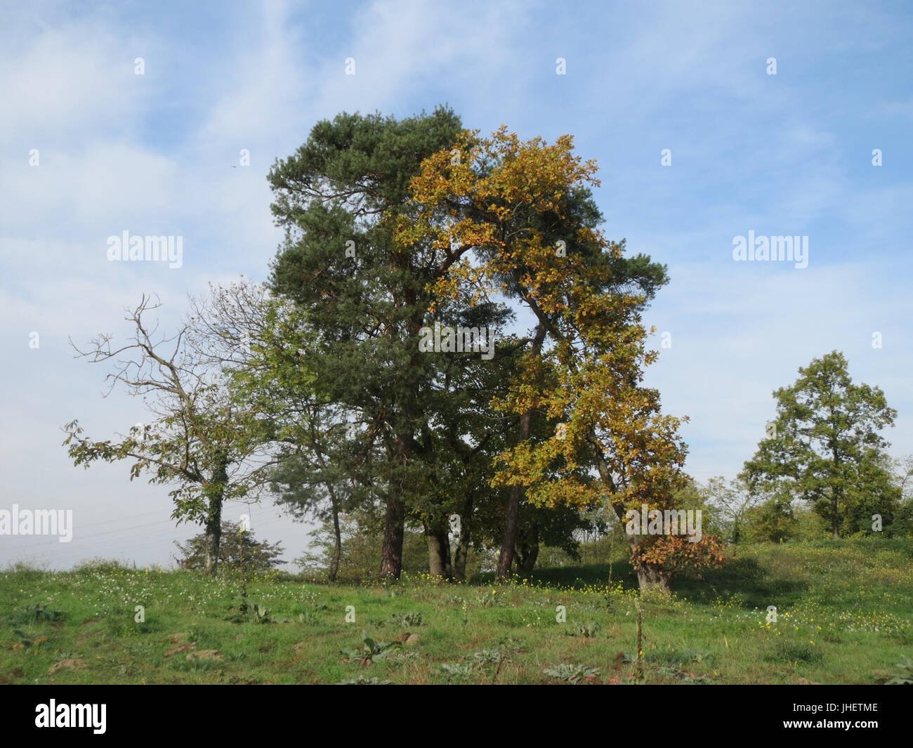 20151024Pinus Sylvestris Acer Stockfoto
