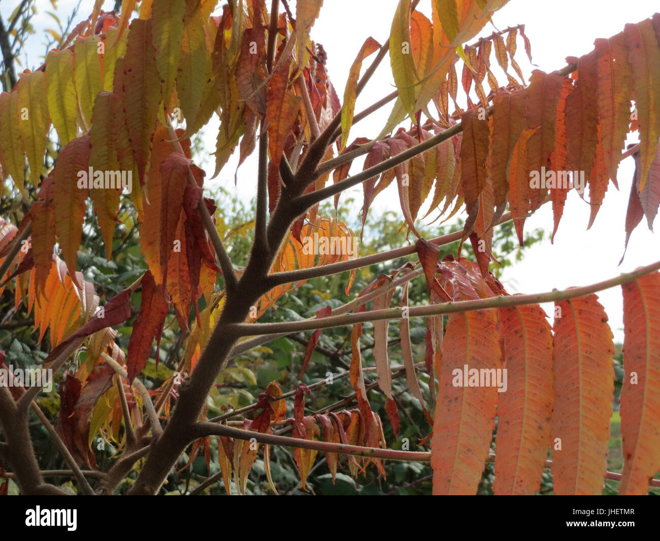 20151024Rhus typhina3 Stockfoto 20151024Rhus typhina3 Stockfoto
