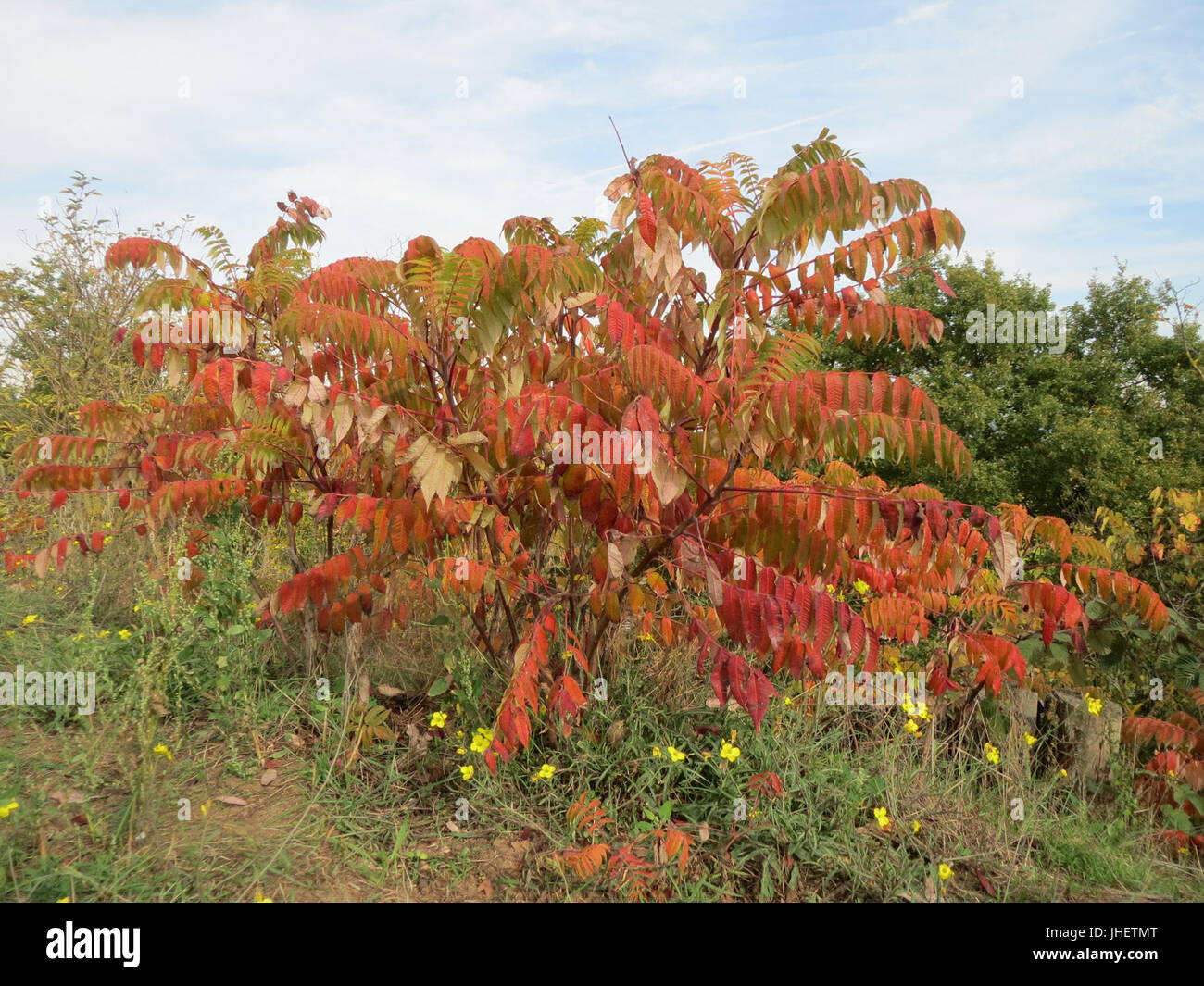 20151024Rhus typhina2 Stockfoto 20151024Rhus typhina2 Stockfoto
