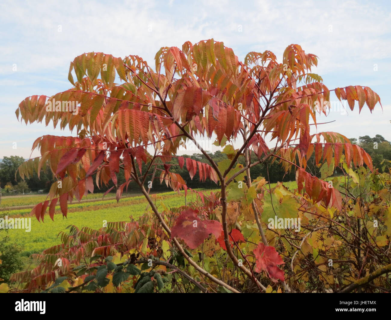 20151024Rhus typhina1 Stockfoto 20151024Rhus typhina1 Stockfoto