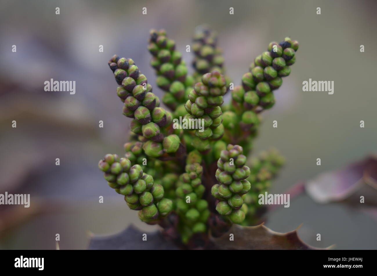 Knospen des Baumes Stockfoto