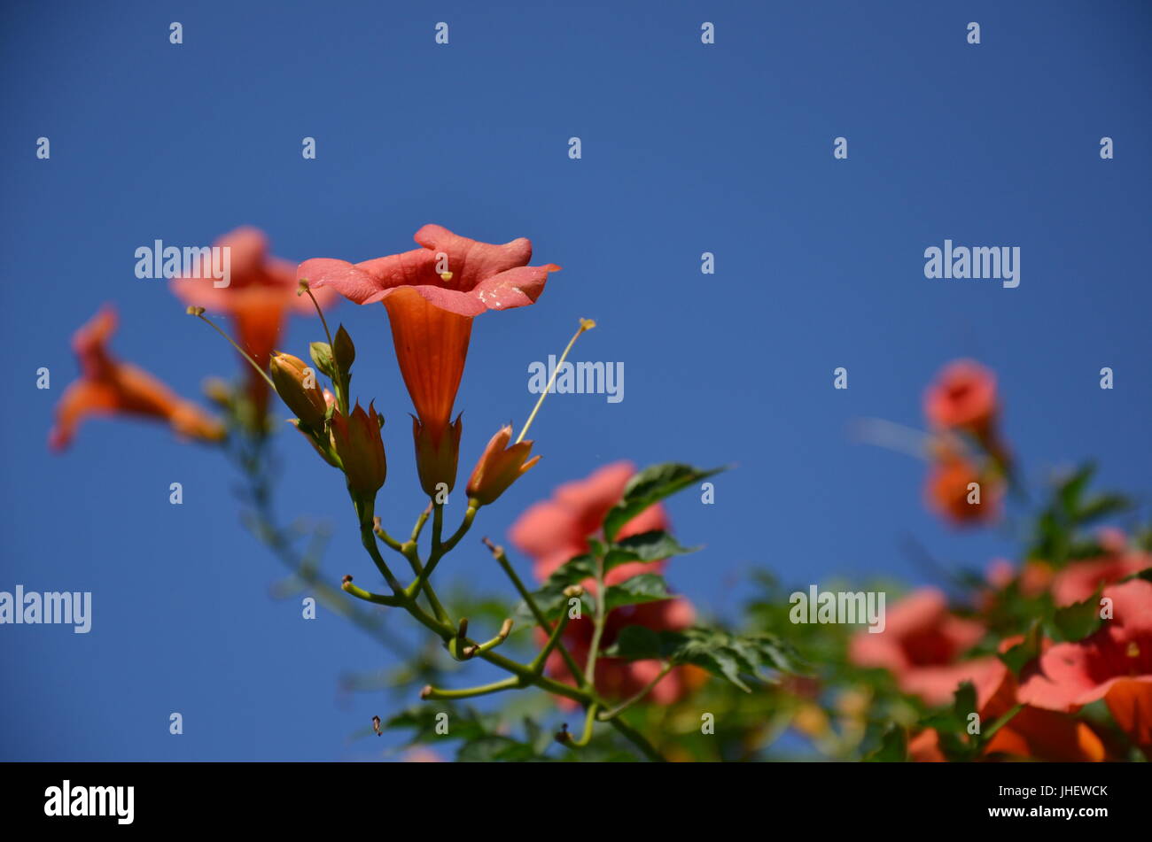 Campsis Stockfoto