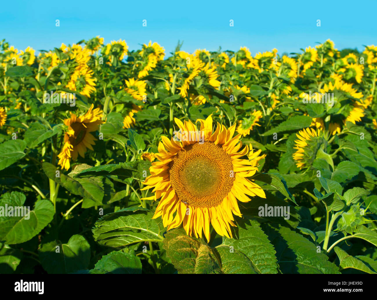 Sonnenblumenfeld und blauer Himmel Stockfoto