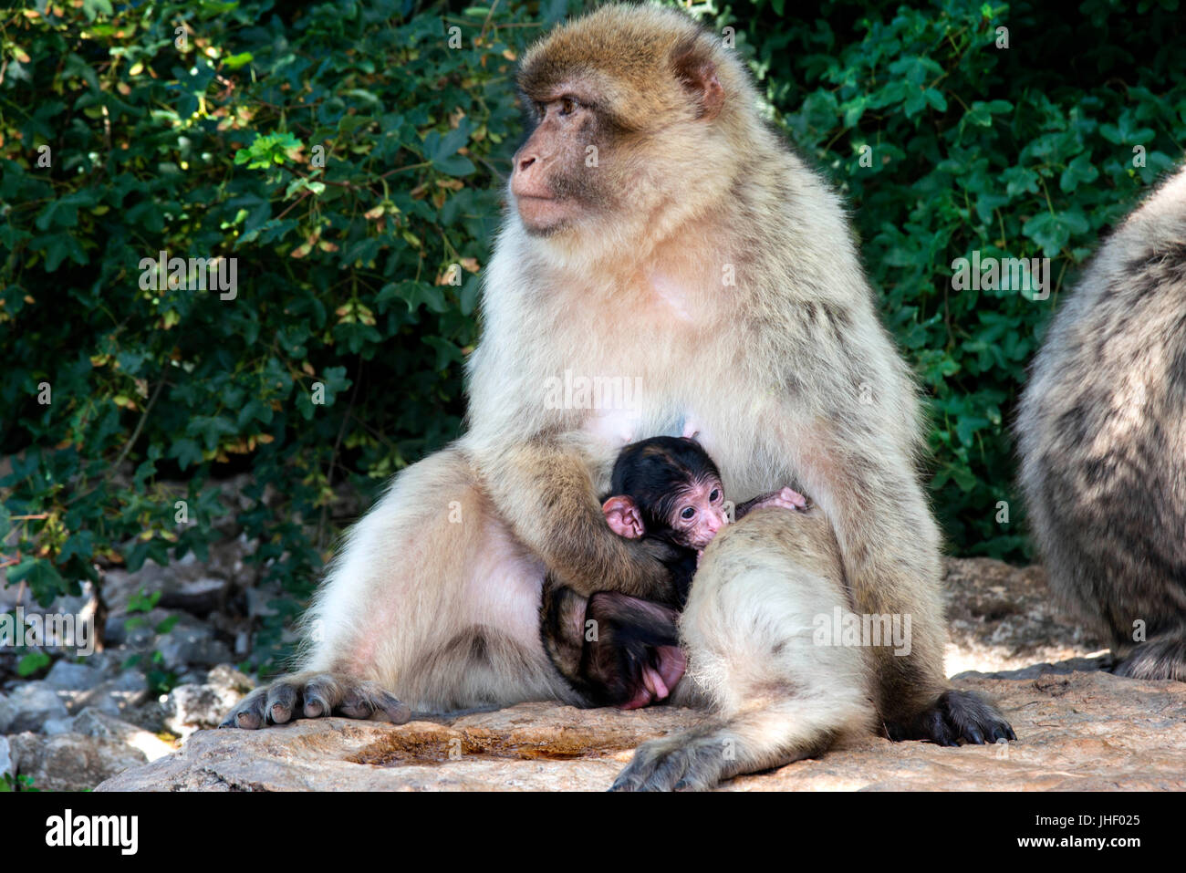 Affen in La Foret des Singes in Rocamadour, viel Abteilung, Aquitaine, Frankreich. Stockfoto