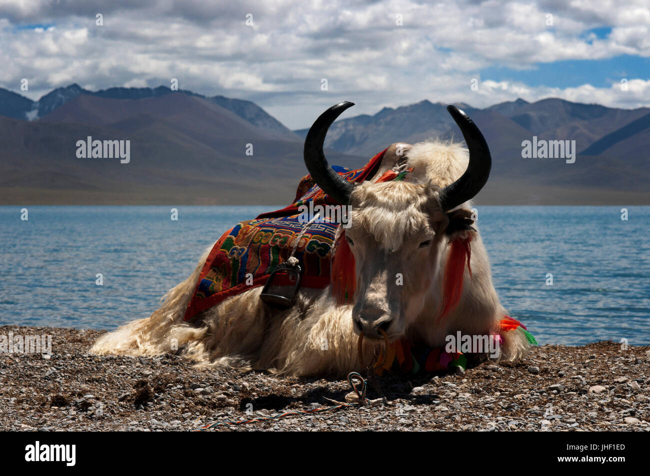 Weiße Yak in Nam Tso See (Nam Co) in Nyainqentanglha Berge, Tibet. Stockfoto