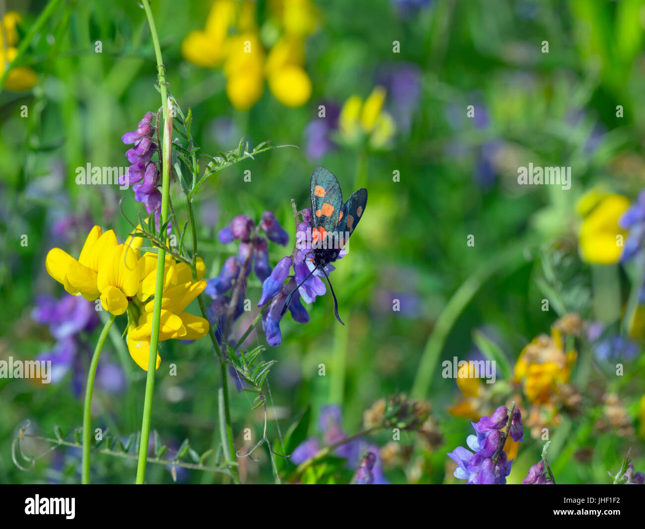 Eng begrenzt 5-spot Burnet Zygaena lonicerae Vogelwicke Vicia cracca & Meadow Vetchling Lathyrus pratensis Stockfoto