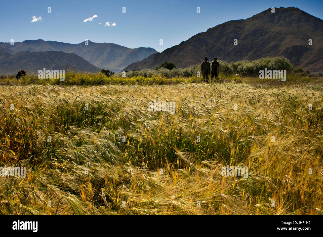 Bauern auf dem Weg zwischen Shigatse von Gyantse, Tibet, China. Stockfoto