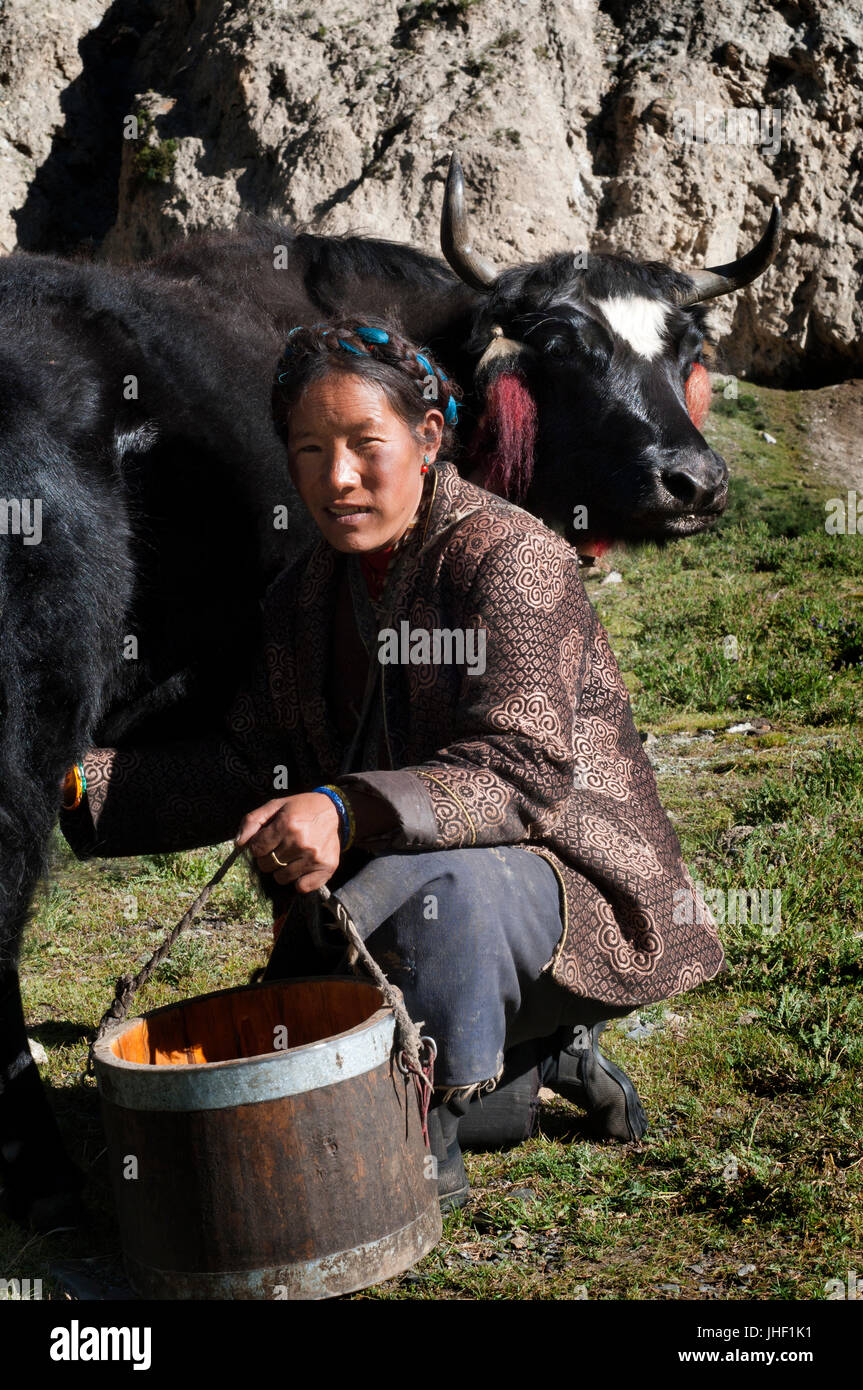 Eine Frau melkt eine Kuh in einer kleinen Siedlung von Dopkas (nomadische Hirten). Gyantse. Tibet, China. Stockfoto