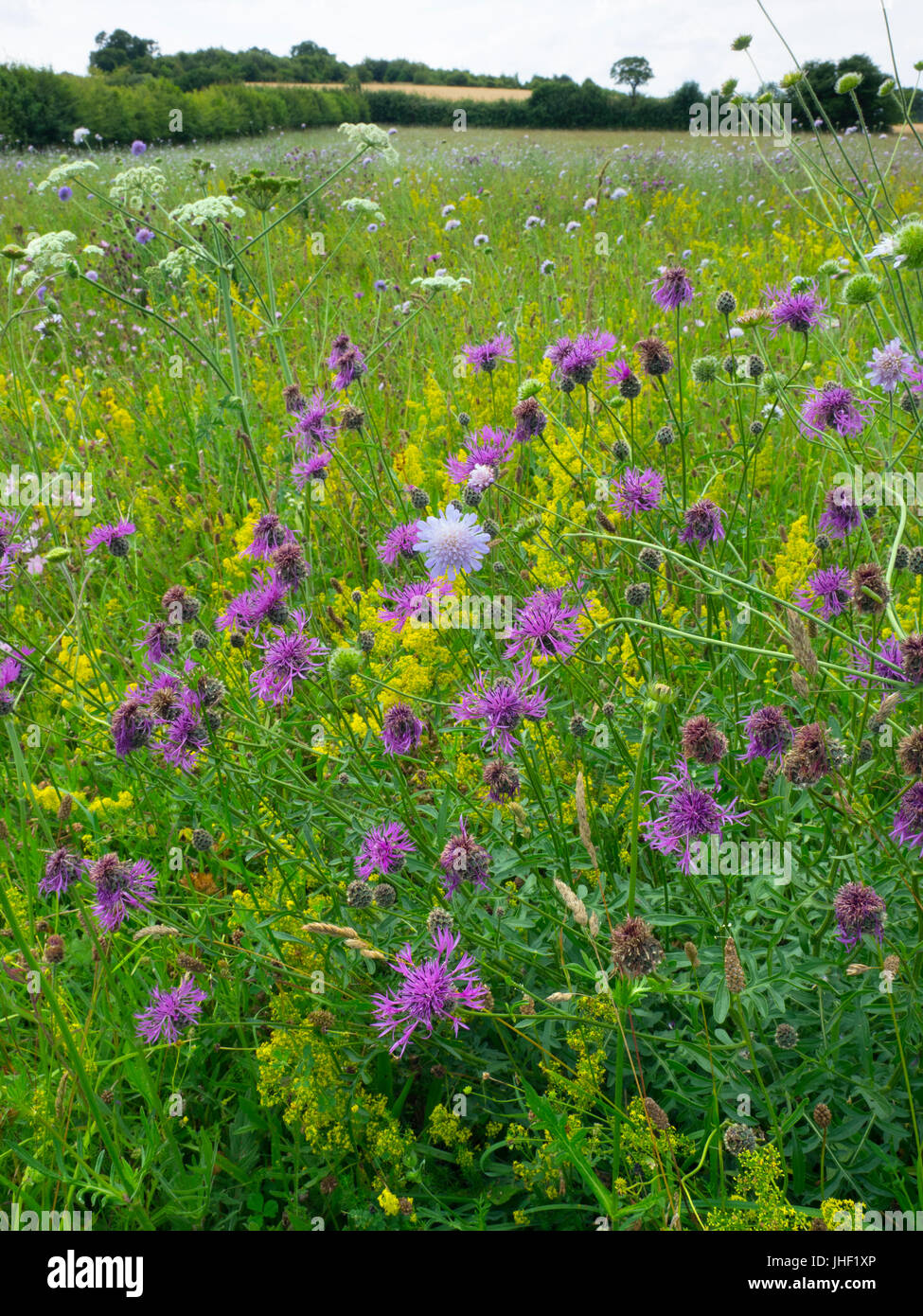 Wildblumen in Mähwiese Wensum Valley Norfolk Stockfoto