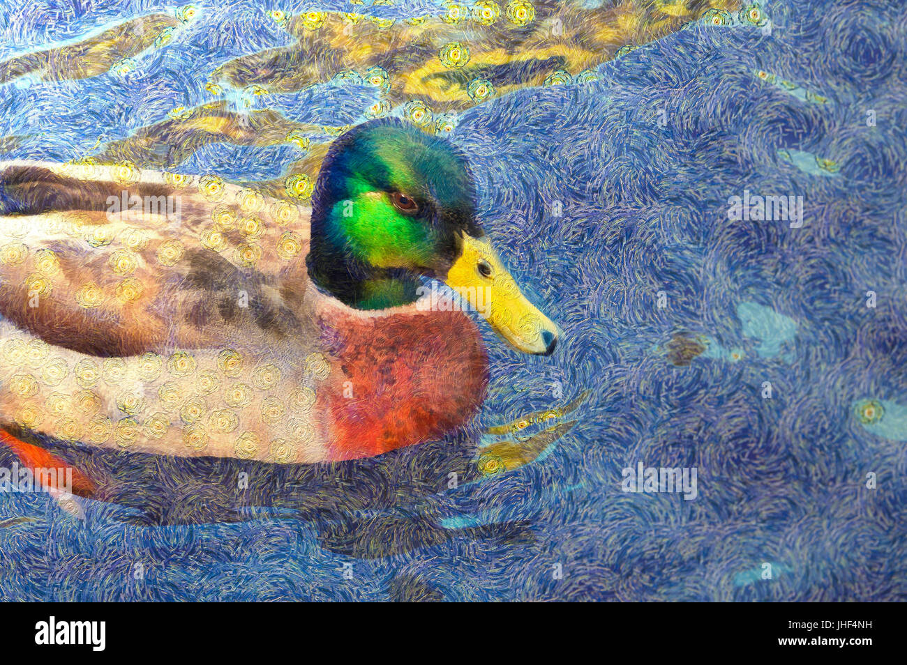 Stockente mit charakteristische Markierungen auf Schwimmen ruhiges Blau Wasser Stockfoto