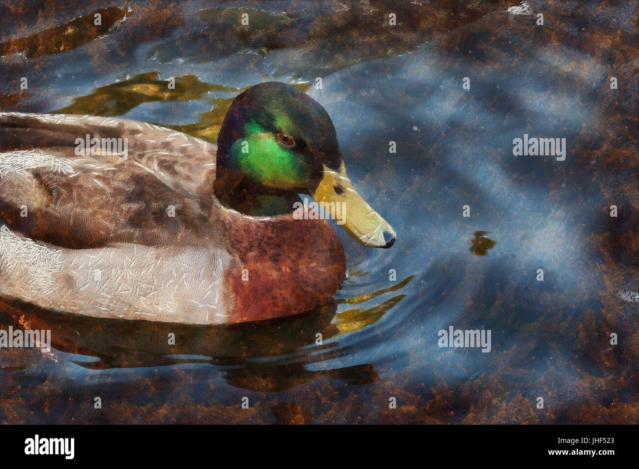 Stockente mit charakteristische Markierungen auf Schwimmen ruhiges Blau Wasser Stockfoto