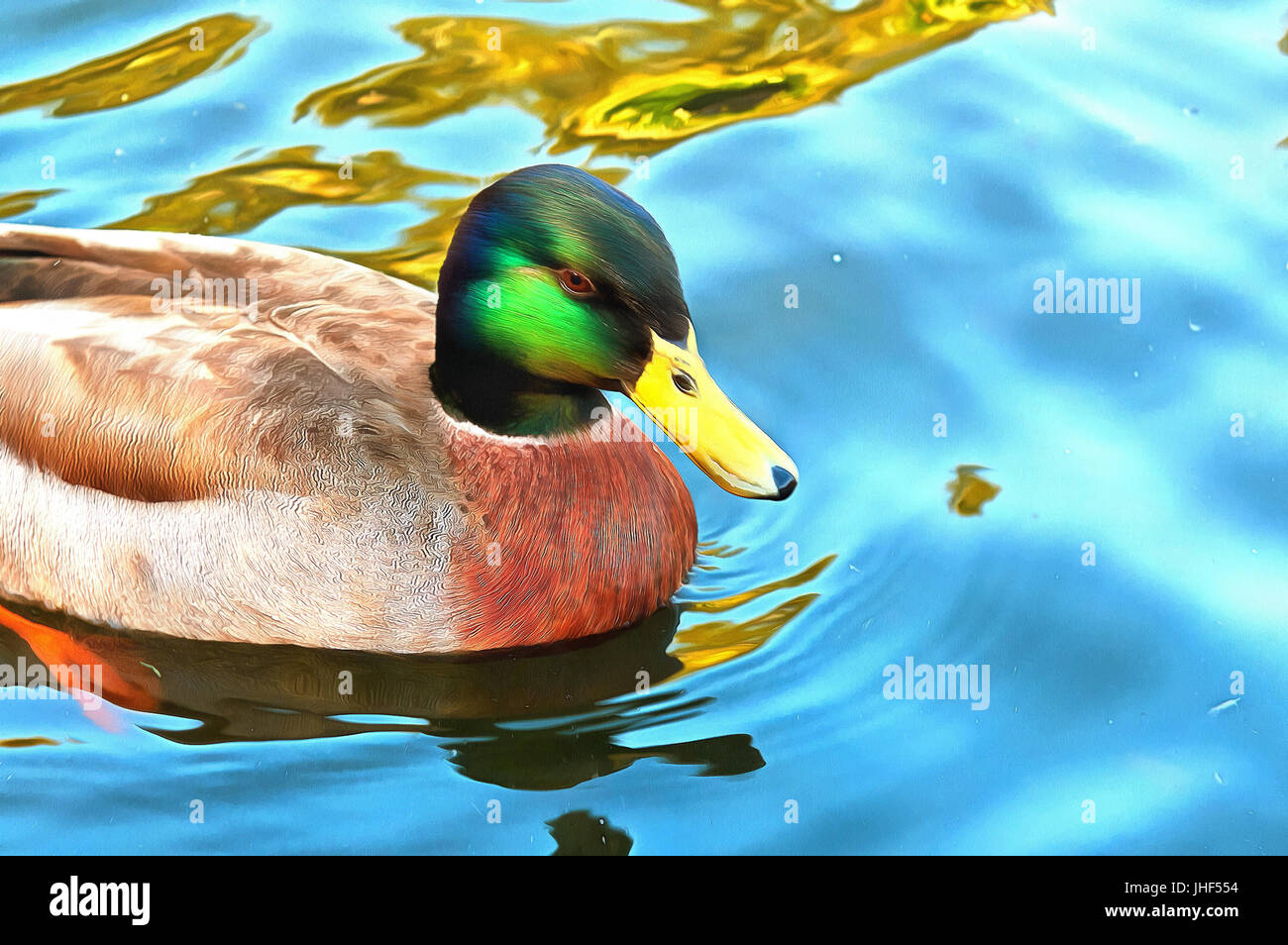Stockente mit charakteristische Markierungen auf Schwimmen ruhiges Blau Wasser Stockfoto