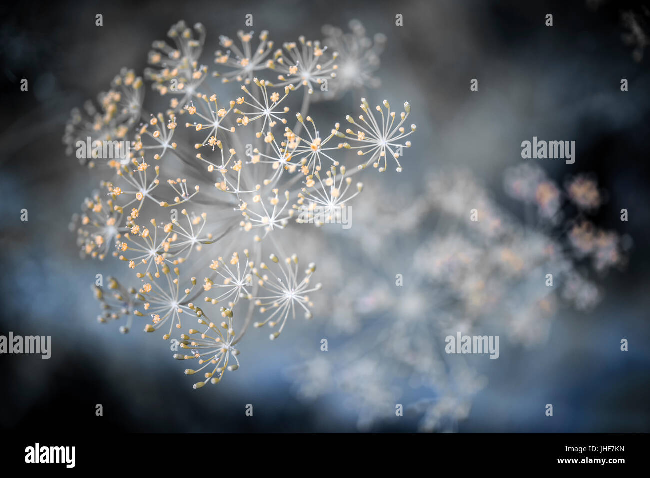 Makro Nahaufnahme der Blüte Dill Kraut Cluster Blumen wachsen im Garten Stockfoto