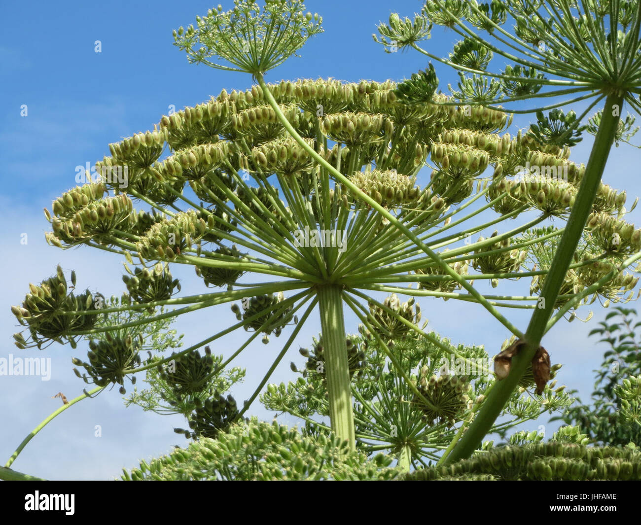 20150720Heracleum mantegazzianum5 Stockfoto