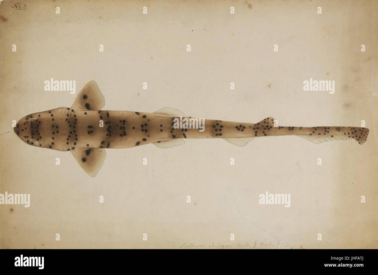 Naturalis Biodiversity Center RMNH. Art.247 Halaelurus Buergeri