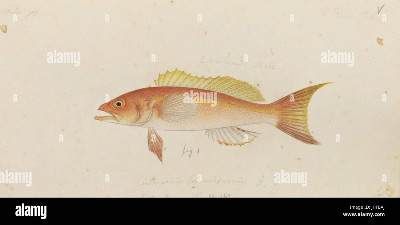 Naturalis Biodiversity Center - RMNH. Art.587 - Chelidoperca Hirundinacea (Valenciennes) - Kawahara Keiga - 1823-1829 - Siebold-Sammlung - Bleistift-Zeichnung - Aquarell Stockfoto