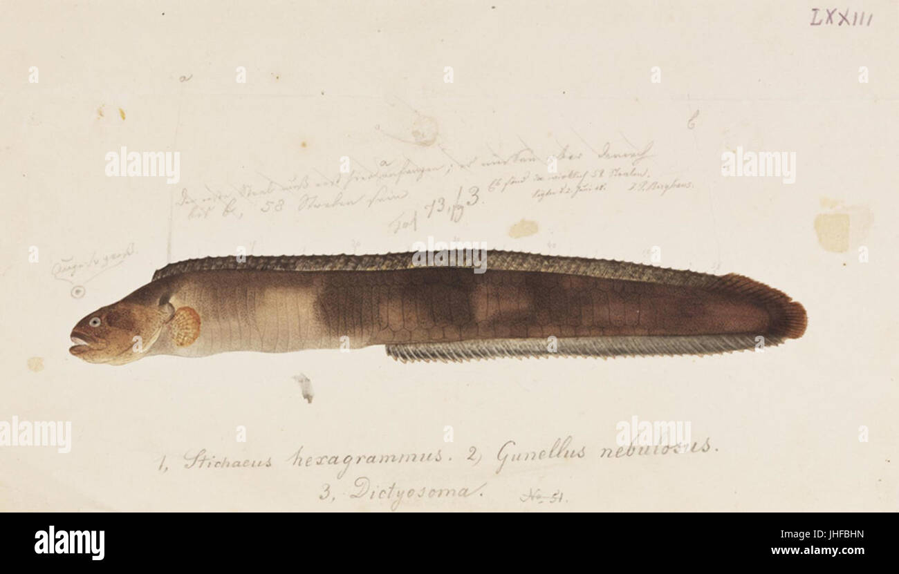 Naturalis Biodiversity Center - RMNH. Art.737 - Dictyosoma Burgeri Van der Hoeven - Kawahara Keiga - 1823 - 1829 - Siebold-Sammlung - Bleistift-Zeichnung - Aquarell Stockfoto