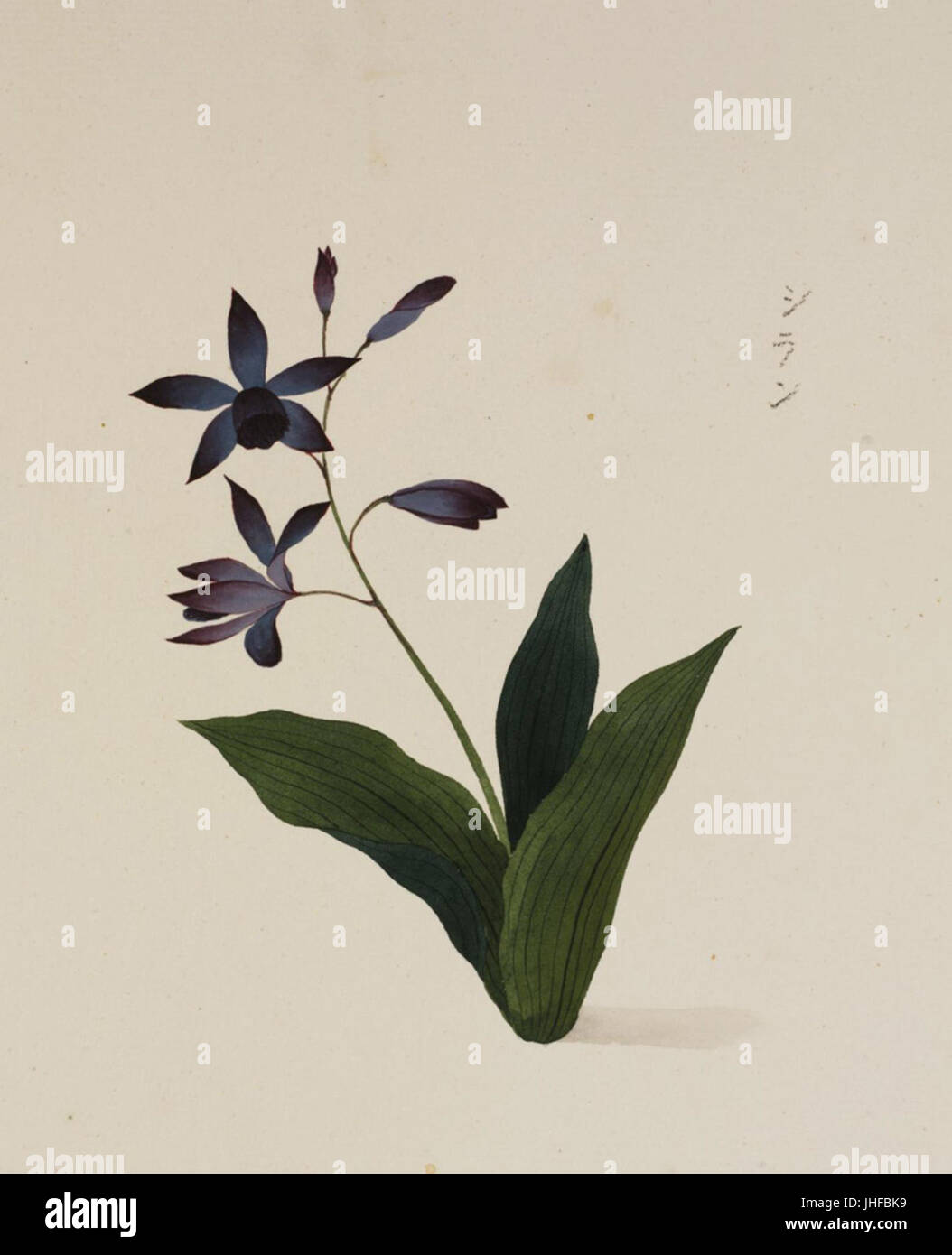 Naturalis Biodiversity Center - RMNH. Art.774 - Bletilla Striata - Kawahara Keiga - 1823-1829 - Siebold-Sammlung - Bleistift-Zeichnung - Aquarell Stockfoto