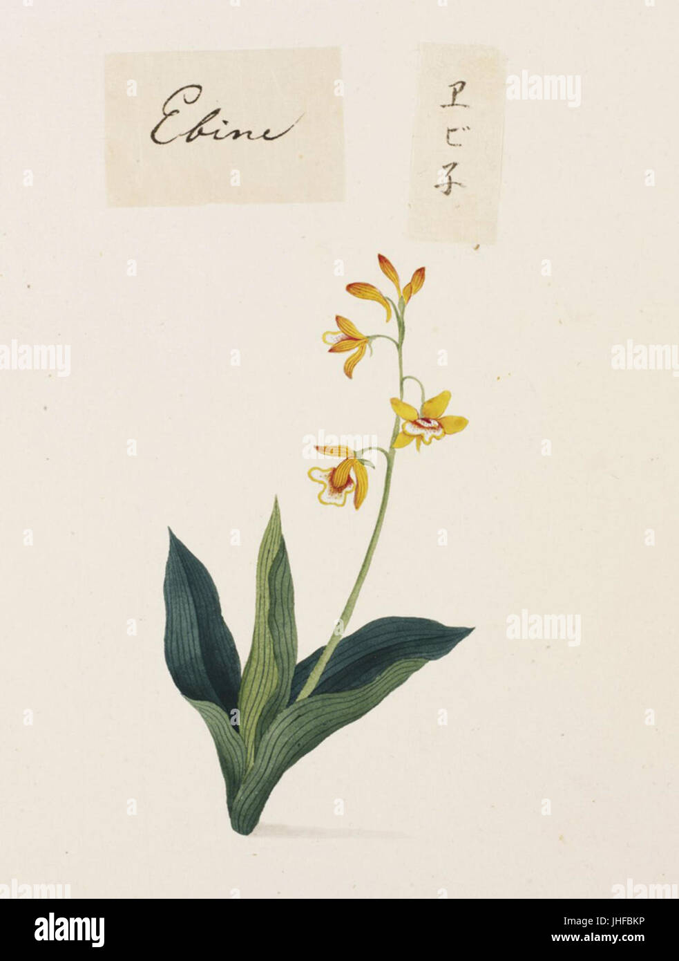 Naturalis Biodiversity Center - RMNH. Art.784 - Calanthe verfärben - Kawahara Keiga - 1823-1829-Siebold-Sammlung - Bleistift-Zeichnung - Aquarell Stockfoto