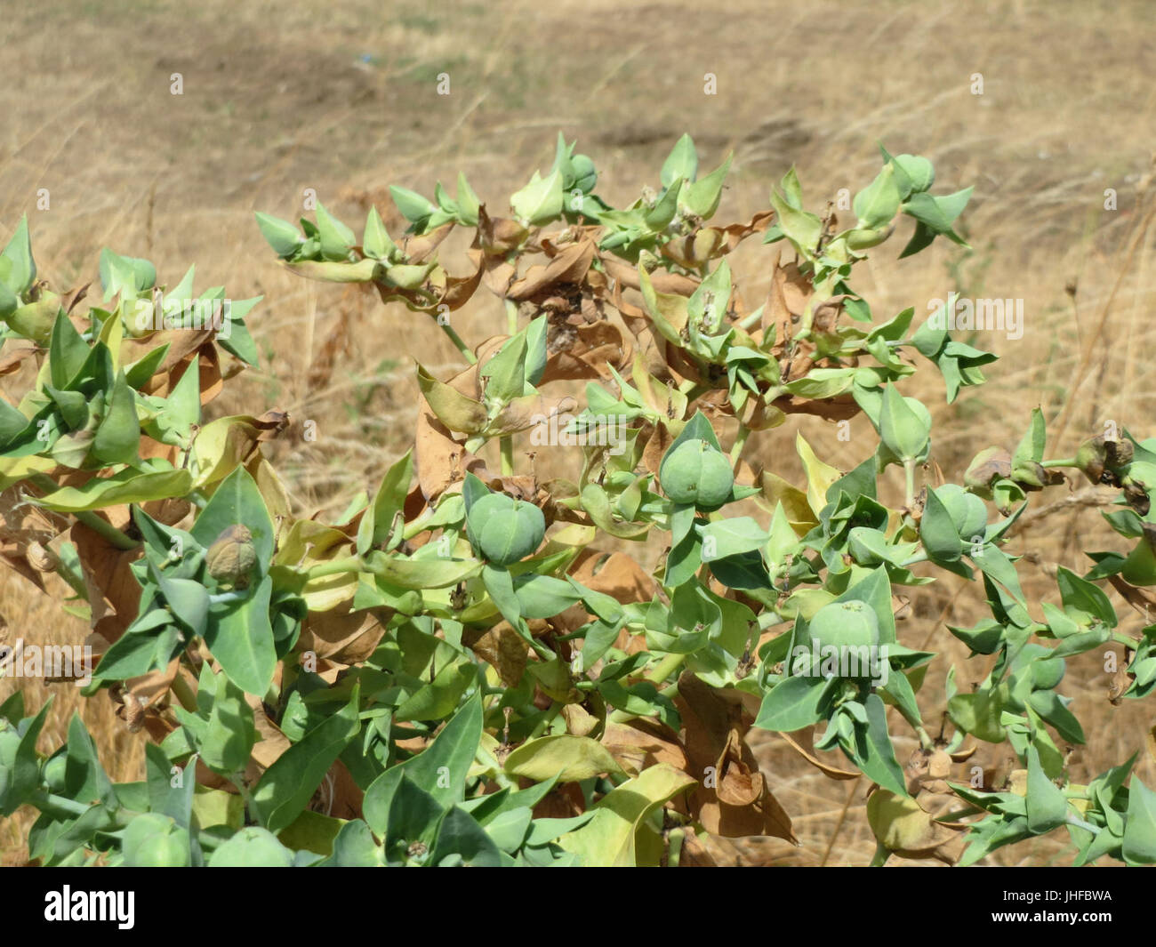 20150721Euphorbia lathyris2 Stockfoto