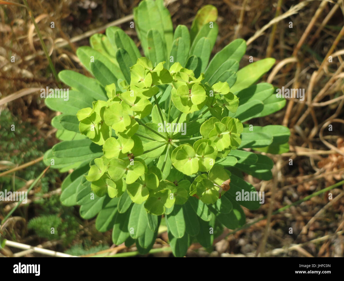 20150722Euphorbia esula1 Stockfoto