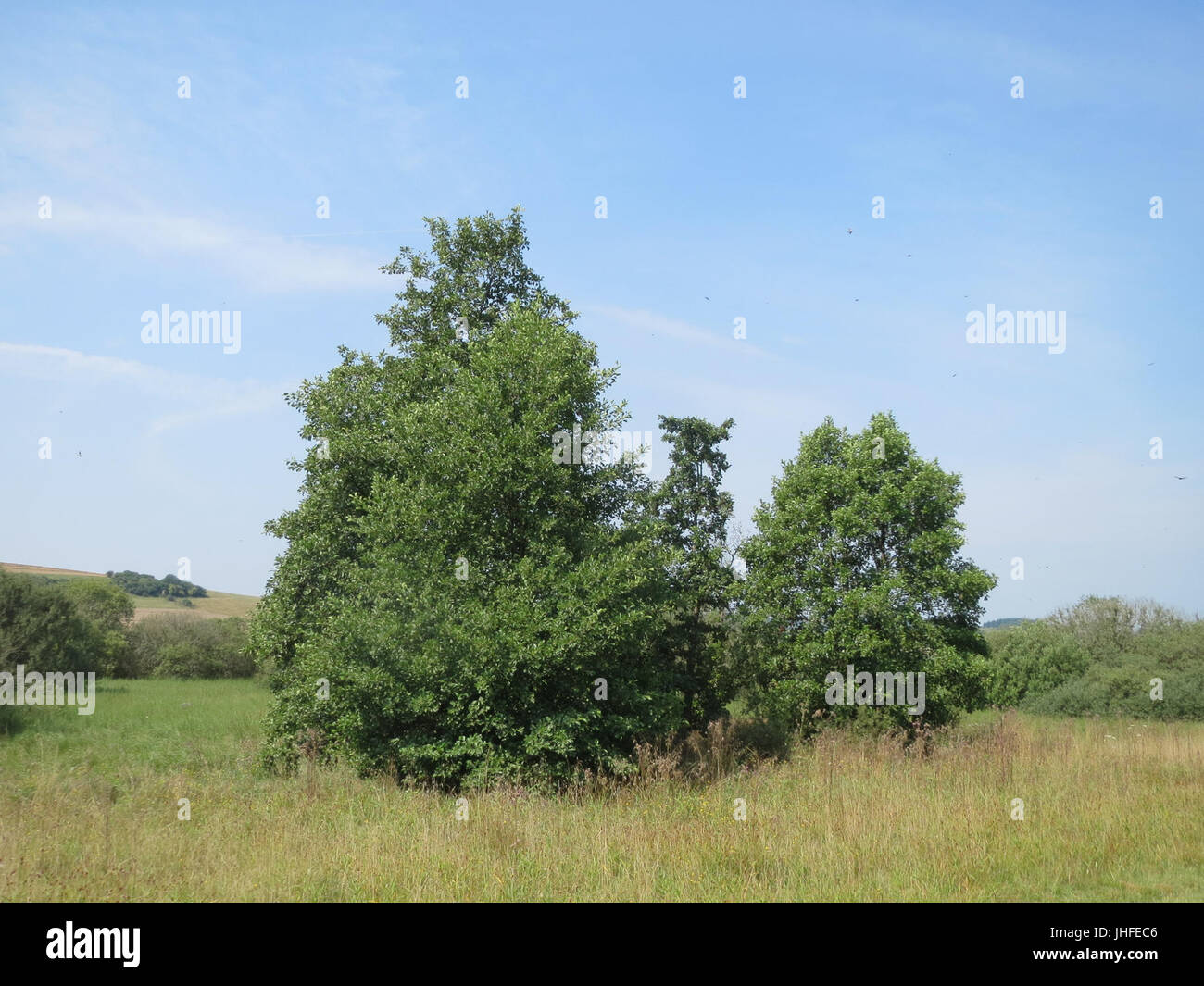 20150813Alnus incana4 Stockfoto